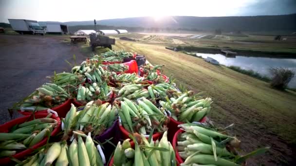 Camera Booms Fields Trailer Loaded Freshly Picked Corn Sunrise — Stok video