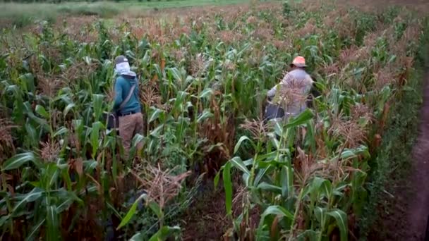 Agricultores Recogiendo Maíz Los Campos Maíz — Vídeo de stock