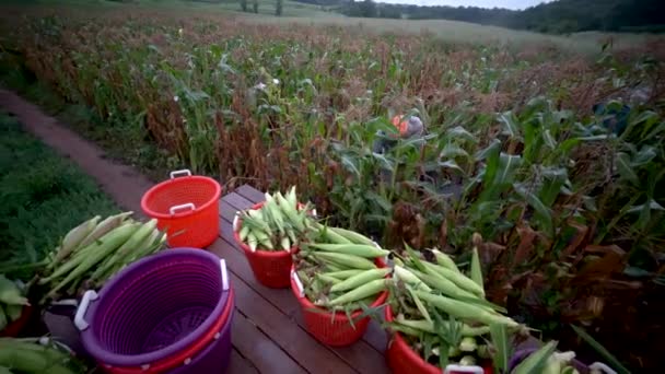 Shot Flatbed Corn Farmhands Picking Corn Out Fields — Stok Video