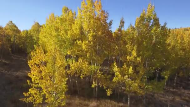 Fall Colors Kenosha Pass Colorado — Video Stock
