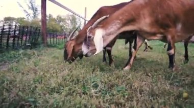 Goats explore the farmyard and eat grass.
