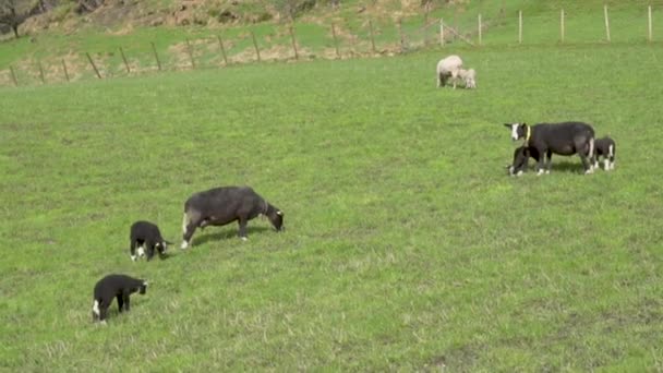 Black Suffolk Sheep White Norwegian Sheep Lamb Filed Sunny Day — 비디오