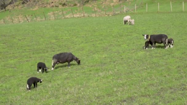 Black Suffolk Sheep White Norwegian Sheep Lamb Filed Sunny Day_Slomo — ストック動画