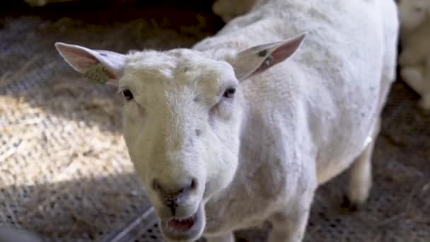 White Sheep Looking Camera Sheep House Eating — Vídeo de Stock
