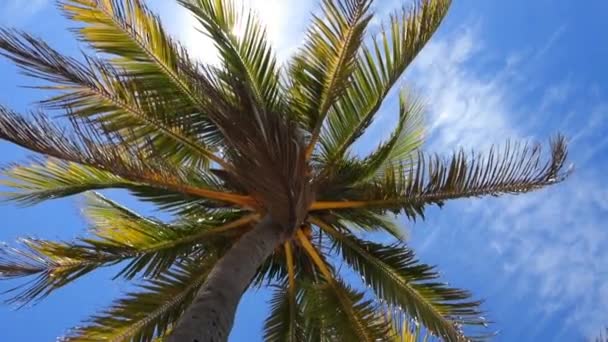 Second Slow Motion Video Palm Tree Breezing Wind Sun Peeking — Vídeo de Stock