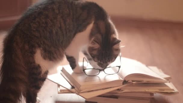 Intelligent Tabby Cat Inspects Stack Books — Vídeos de Stock