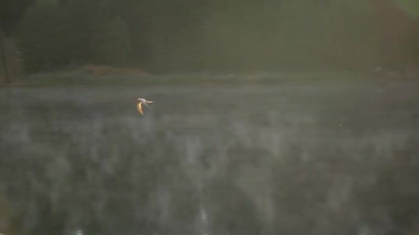 Bird Flies Lake — ストック動画