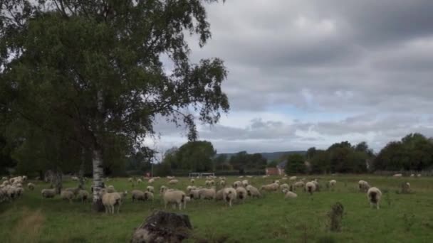Slow Pan Flock Sheep Field — Vídeos de Stock