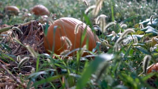 Closeup Dolly Motion Left Large Sized Sweating Pumpkin Withering Vine — Stok video