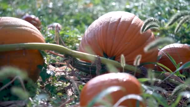 Very Slow Dolly Motion Right Large Pumpkins Withering Vines Field — Vídeo de Stock