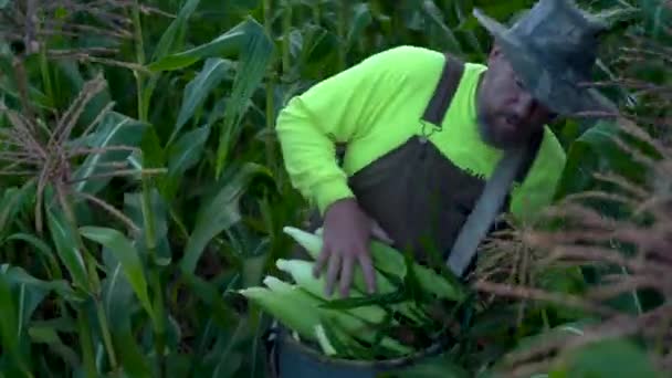 Closeup Farmer Picking Corn Ping Top His Bin — Stock Video