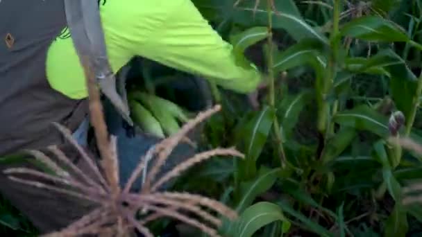 Closeup Farmer Picking Corn Putting His Bin — Stock Video