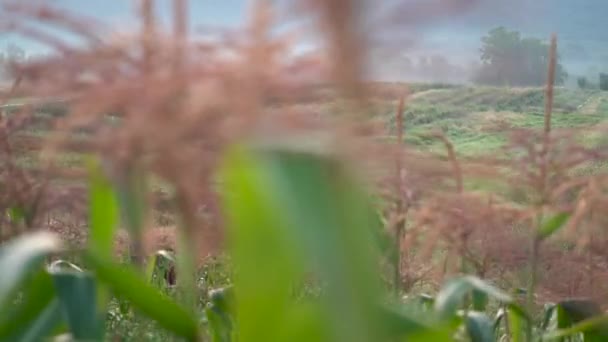 Dolly Reveal Shot Moving Left Tractor Flatbed Farmer Arranging Corn — Stock Video