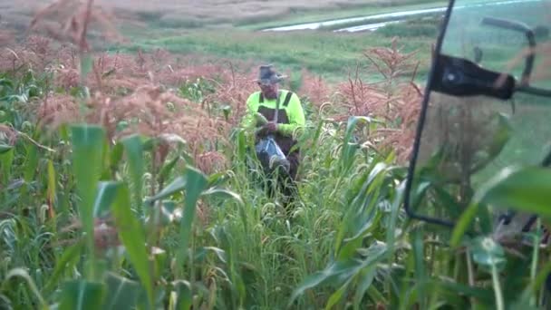 Caméra Dirigeant Vers Agriculteur Comme Ramasse Rapidement Maïs Sur Les — Video