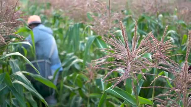Focus Shift Corn Stalk Farmer Picking Corn Field Hand — Stockvideo