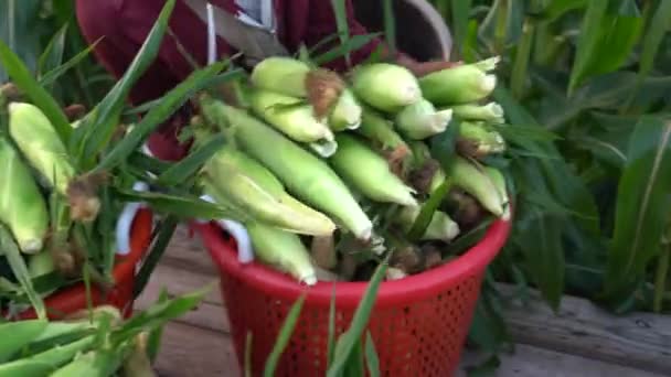 Closeup Bin Freshly Picked Corn Someone Slides Flat Bed — Vídeo de stock