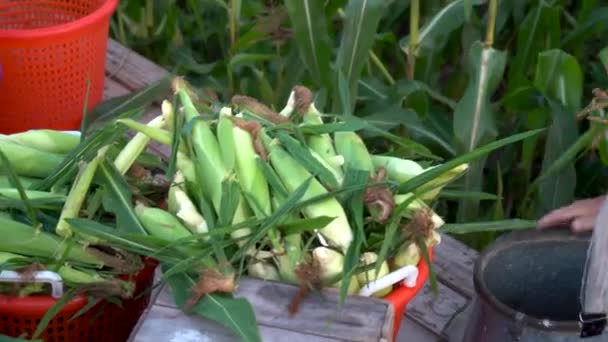 Closeup Bin Freshly Picked Corn — Video Stock