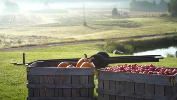 Bins Freshly Picked Apples Pumpkins Sit Foggy Morning Light — Stock video