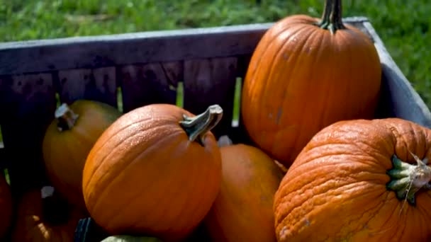 Closeup Camera Turns Ripe Sweating Pumpkins Morning Light — Vídeo de Stock