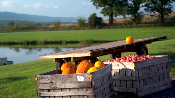 Bakjes Vers Geplukte Appels Pompoenen Zitten Het Ochtendlicht Naast Een — Stockvideo