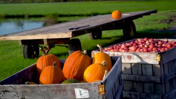 Camera Pushes Bin Freshly Picked Ripe Pumpkins — Stockvideo