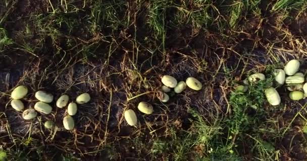 Aerial Camera Moving Row Butternut Squash Field Twisted Vines — Stock video