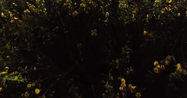 Aerial Reveal Starting Out Looking Straight Copse Black Eyed Susans — Vídeo de stock