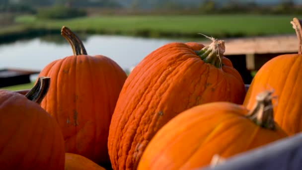 Extreme Closeup Orange Pumpkins Bin Camera Moving Left — Stock video