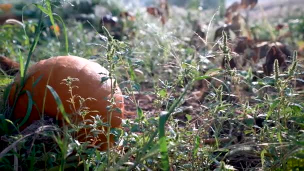 Dew Covered Pumpkin Sitting Field Backlit Morning Light Camera Moves — стоковое видео