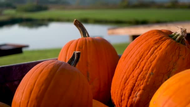 Extreme Closeup Orange Pumpkins Bin Camera Moving Right — ストック動画