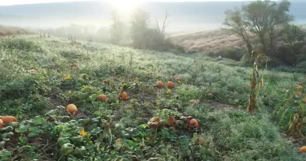 Aerial Camera Pumpkin Patch Morning Dew Camera Moves Left — 비디오