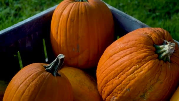 Extreme Closeup Bin Freshly Picked Ripe Pumpkins Camera Orbits Them — Vídeo de Stock