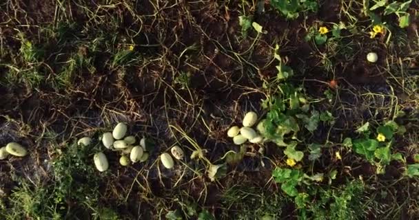 Aerial Camera Ascending Closeup View Butternut Squash Field Twisted Vines — Stockvideo
