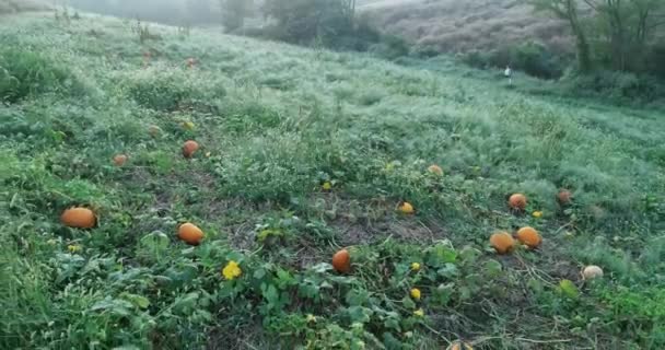 Aerial Camera Moving Backward Pumpkin Patch Ripe Fruit Ready Picking — Stock video