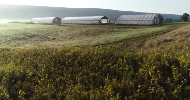 Aerial Rising View Wild Black Eyed Susans Field Greenhouses Farmland — Vídeo de stock