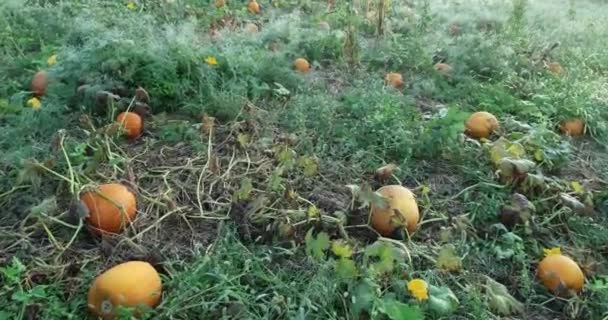 Aerial Camera Moving Forward Pumpkin Patch Ripe Fruit Ready Picking — 비디오