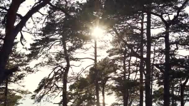 Sunlight Trough Branches Slow Motion — Wideo stockowe
