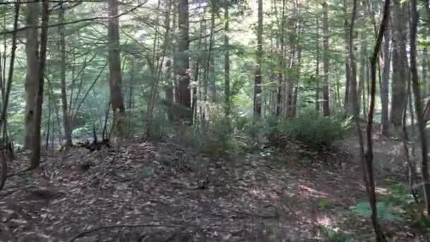 Walking Forest Trees — Stockvideo