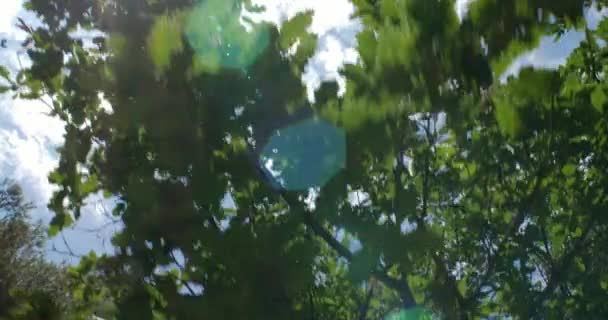 Пішохідний Похід Дивлячись Небо Дерева — стокове відео