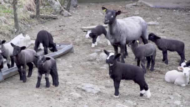 Suffolk Norwegian Sheep Lamb Breeds Playing — Stock Video