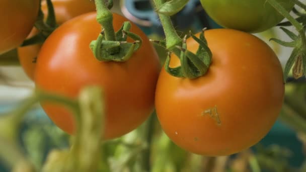 Shot Homegrown Orange Tomatoes — Video Stock