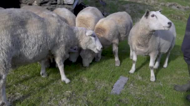 Group White Adult Sheep Eating Dry Food Field Farmer Petting — Stock video