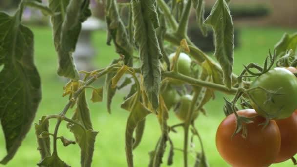 Pan Shot Homegrown Tomatoes — 图库视频影像