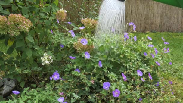 Watering Flowers Backyard — Stockvideo