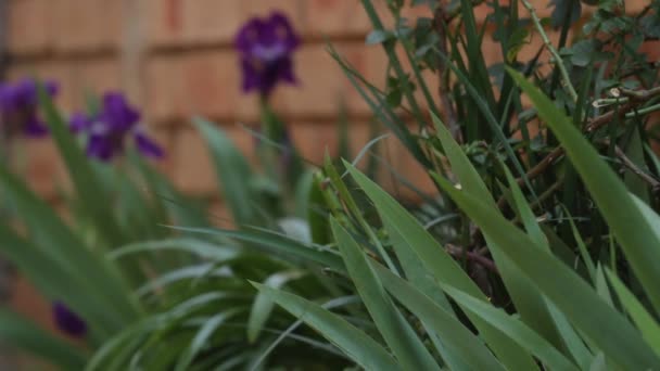 Wind Blowing Purple Flower Background Out Focus Slow Motion 30P — Video