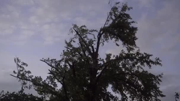 Tree Leaves Blow Wind Looking Ominous Sky Tornado Evening Ottawa – Stock-video