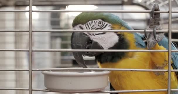 Loro Comiendo Una Jaula — Vídeos de Stock