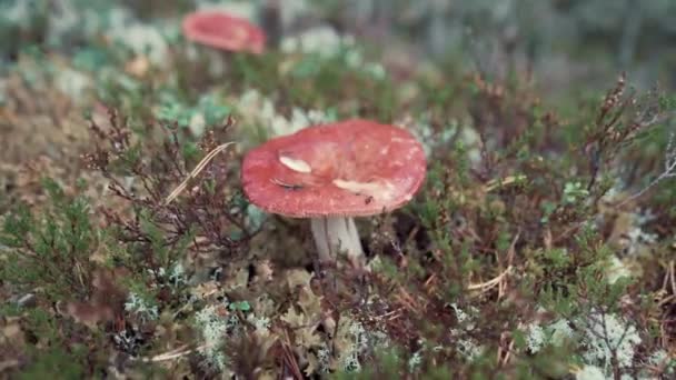 Vista Perto Cogumelo Floresta — Vídeo de Stock