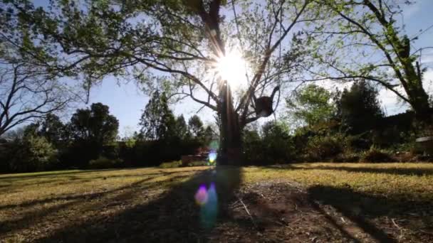 在花园里空荡荡的树上荡秋千 — 图库视频影像