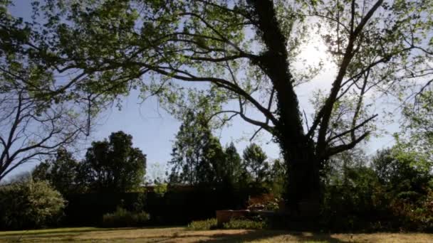 Swing Vacío Árbol Balanceándose Jardín — Vídeos de Stock